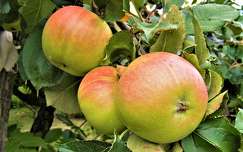 címlapfotó gyümölcs alma