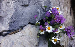 kövek és sziklák nyári virág címlapfotó