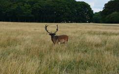 Phoenix Park, Dublin.