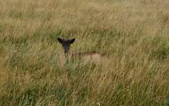 Phoenix Park, Dublin.
