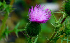 máriatövis (silybum marianum), nyár, magyarország