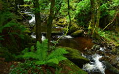 erdő patak nyár páfrány írország