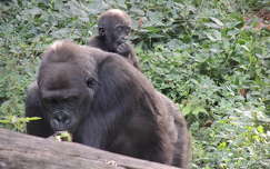 Gorilla az Állatkertben