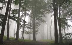 ősz címlapfotó köd erdő