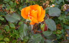 Sárga rózsa, Balatonfüred, Tagore sétány.