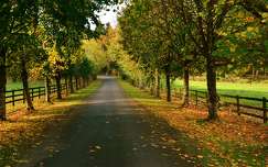 kerítés út címlapfotó ősz írország fasor
