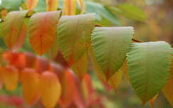 Vácrátóti arborétum ősz