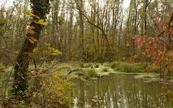 ősz címlapfotó erdő tó