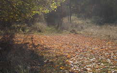 ősz, erdő, út, falevelek