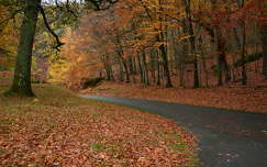 ősz írország út erdő