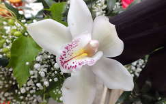 Orchidea. Fotó Csonki