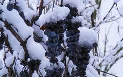 szőlő, tél