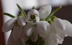 vadvirág tavaszi virág címlapfotó hóvirág