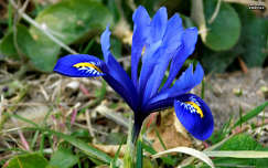 Iris reticulata Harmony, tavasz, magyarország
