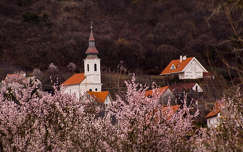 ház címlapfotó templom tavasz virágzó fa