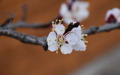 tavasz gyümölcsfavirág