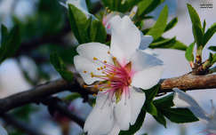 gyümölcsfa virága, tavasz, magyarország