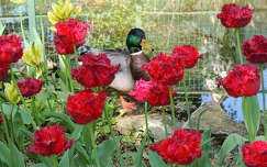Tavasz tulipánokkal