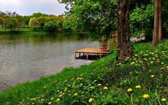 vadvirág stég és móló tavasz pitypang tó