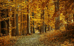 Erdő ősszel - Anglia