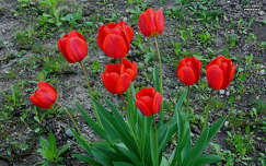 tulipán, tavasz, magyarország