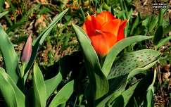 tulipán, tavasz, magyarország