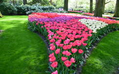 Hollandia Keukenhof