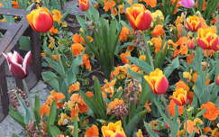 Tulipánok