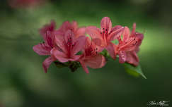 tavasz rododendron tavaszi virág címlapfotó