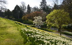 nárcisz címlapfotó tavasz kertek és parkok írország virágzó fa