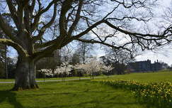 nárcisz fa tavasz kertek és parkok írország virágzó fa
