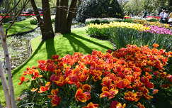 tulipán tavaszi virág keukenhof tavasz kertek és parkok hollandia
