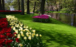 tavasz tulipán hollandia tavaszi virág kertek és parkok keukenhof címlapfotó