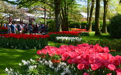 keukenhof tavaszi virág kertek és parkok tavasz hollandia tulipán