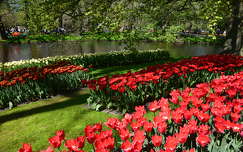 tulipán tavaszi virág keukenhof tavasz hollandia