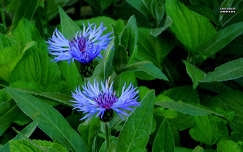 kék búzavirág, kerti virág, magyarország