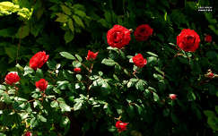 futó rózsa, kerti virág, magyarország