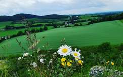 mező nyár írország margaréta