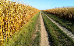 út kukoricaföld