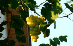 szőlő, gyümölcs, magyarország