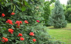 címlapfotó rózsa örökzöld kertek és parkok fenyő