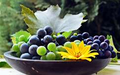 csendélet címlapfotó ősz szőlő gyümölcs