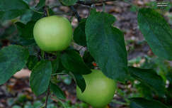 alma, gyümölcs, ősz, magyarország