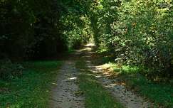erdei út, ősz, magyarország
