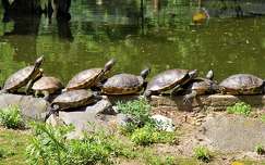 teknős hüllők