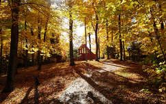 kanada címlapfotó út ősz erdő
