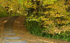 ősz lépcső út címlapfotó