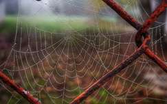vízcsepp pókháló címlapfotó ősz