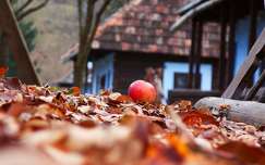 címlapfotó ősz levél alma gyümölcs