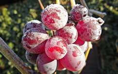 gyümölcs zúzmara szőlő címlapfotó